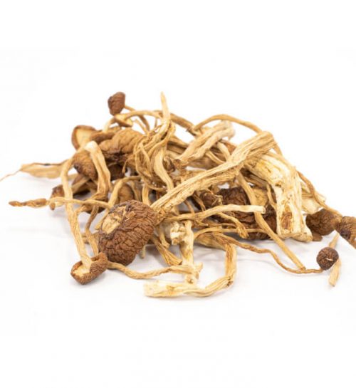 Buy Mexican Cubensis Mushrooms Online Where To Buy Mexican Cubensis Mushrooms Online USA Buy Mexican Cubensis Mushrooms Online USA