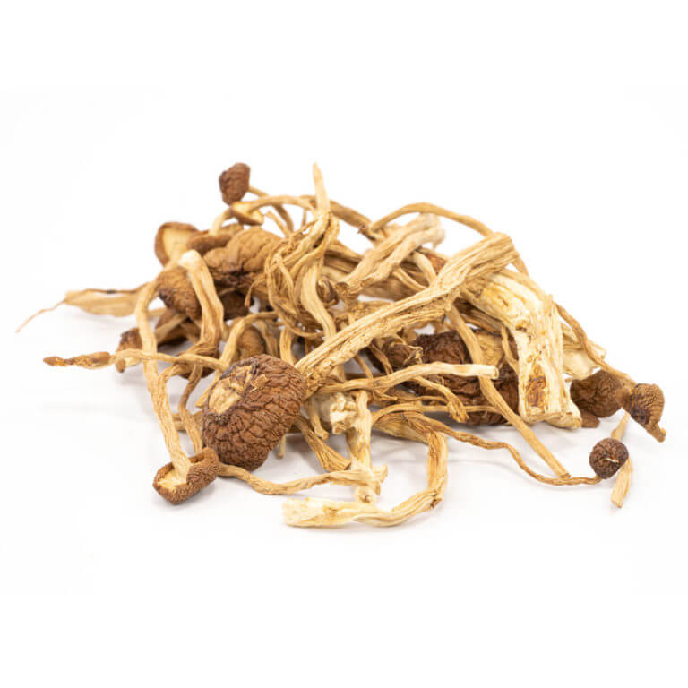 Buy Mexican Cubensis Mushrooms Online Where To Buy Mexican Cubensis Mushrooms Online USA Buy Mexican Cubensis Mushrooms Online USA